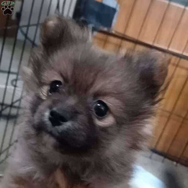 Mimi, Pomeranian Puppy